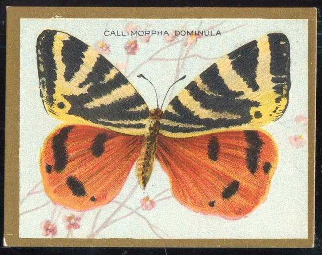 Callimorpha Dominula